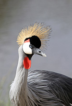 Crowned Crane, Akagera, Rwanda