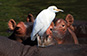 Hippos and cattle egret, Liwonde NP, Malawi