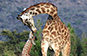 Giraffe and baby, Mara North, Kenya
