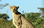 Cheetah with cubs, Hwange NP, Zimbabwe
