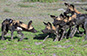 Wild dogs, Selous Wildlife Reserve, Tanzania
