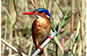 Malachite kingfisher, Liwonde NP, Malawi