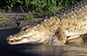 Crocodile, Selous, Tanzania