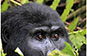 Mountain gorilla, Volcanoes NP, Rwanda