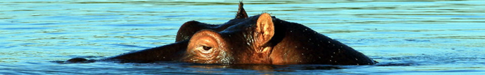Hippo, Liwonde, Malawi