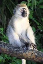 Vervet monkey, Akagera, Rwanda