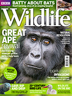 BBC  Wildlife Magazine October
